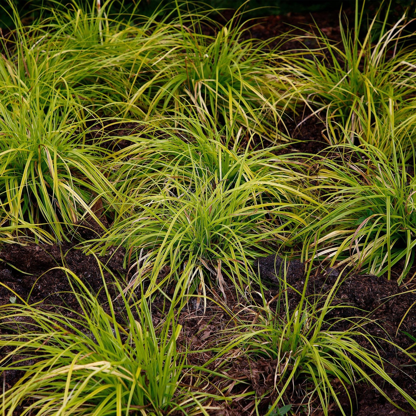 Carex oshimensis Everillo jaune planté en pleine terre, formant de petits tapis d'herbe lumineuse dans un jardin.