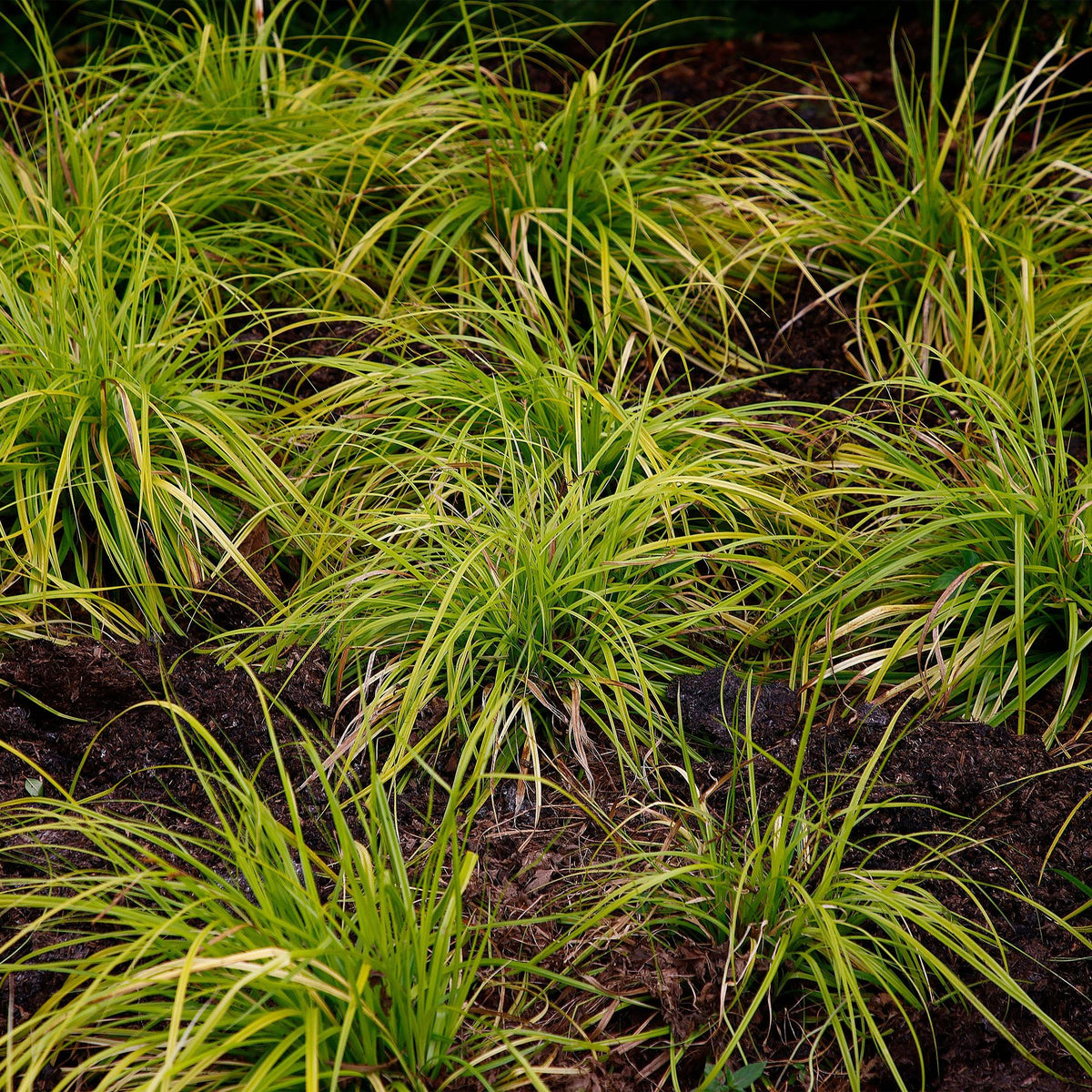 Carex oshimensis Everillo jaune planté en pleine terre, formant de petits tapis d'herbe lumineuse dans un jardin.