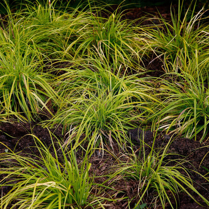 Carex oshimensis Everillo jaune planté en pleine terre, formant de petits tapis d'herbe lumineuse dans un jardin.