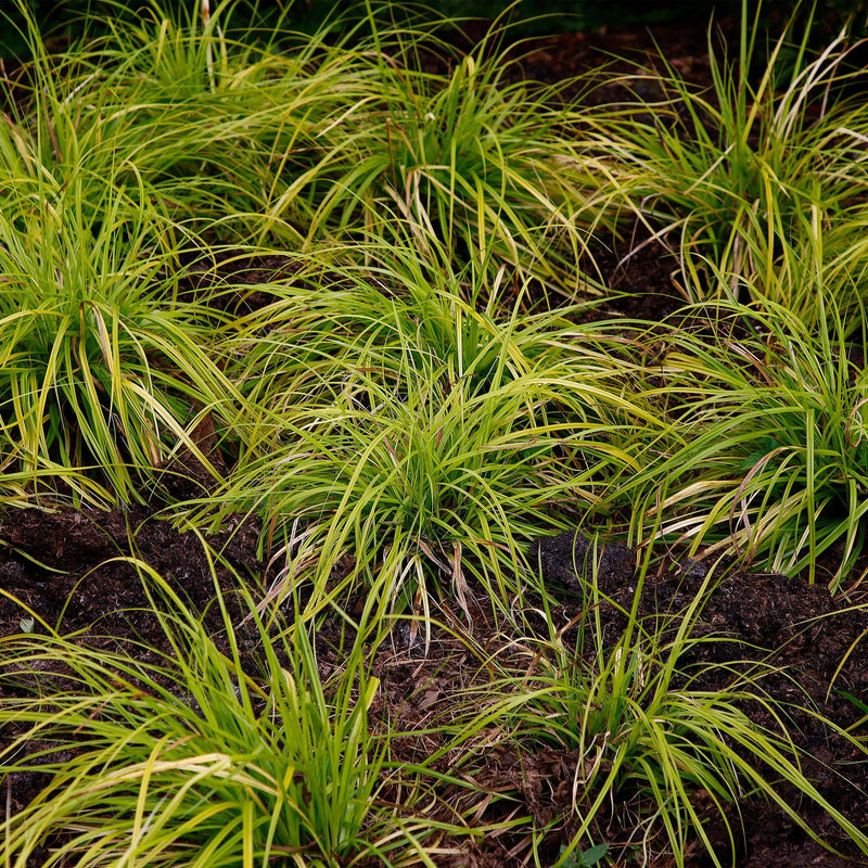 Laîche 'Everillo' (Carex) - graminée ornementale - Pot 17 cm - Hauteur 50 cm