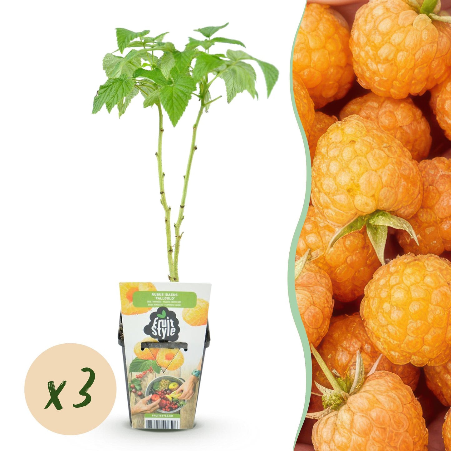 Framboise Rubus idaeus Fallgold. Un jeune plant de framboisier en pot et un aperçu des framboises jaunes sucrées, avec une bulle 'x3' indiqu