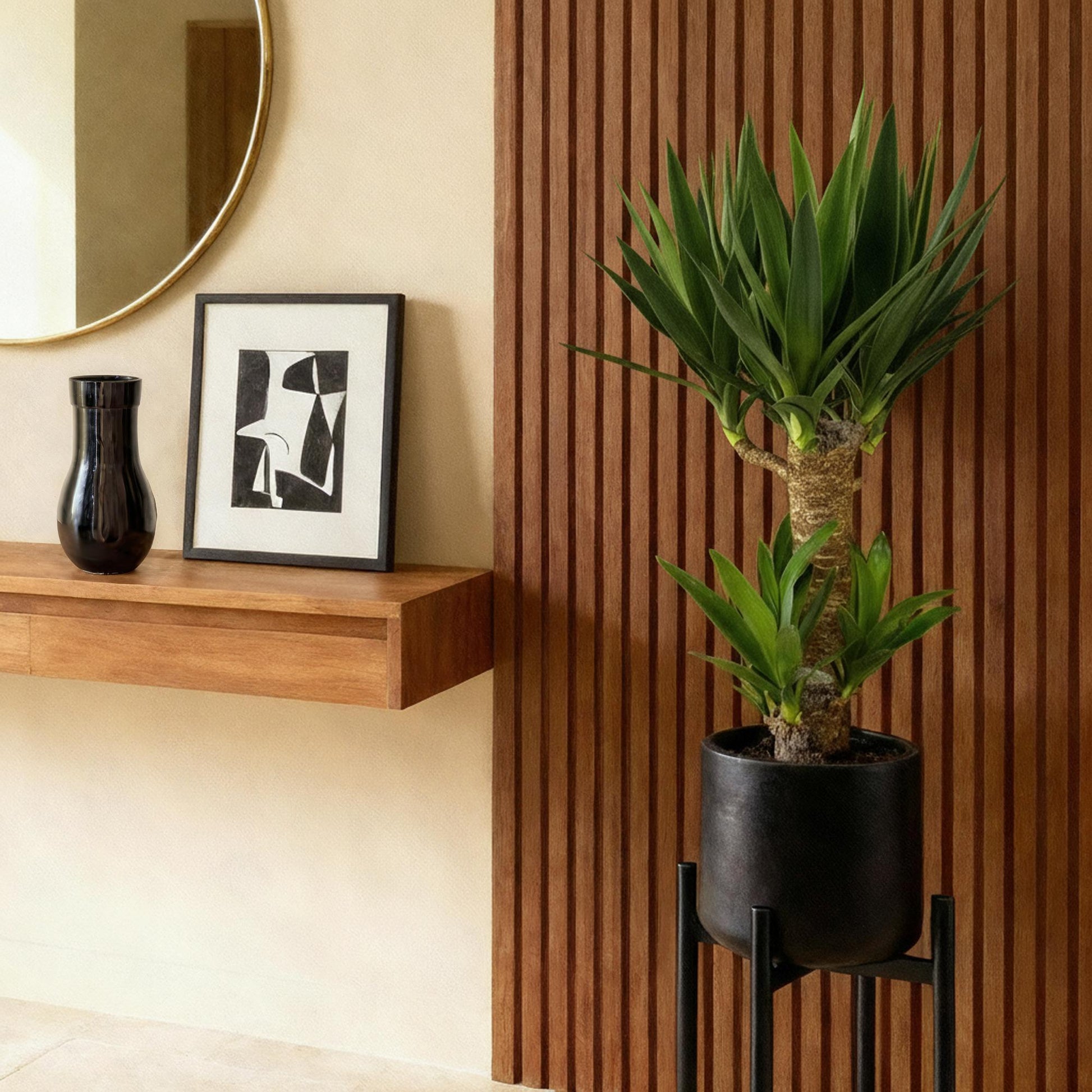 Le Yucca Elephantipes se dresse fièrement dans un pot noir design posé sur un support assorti, devant un mur texturé