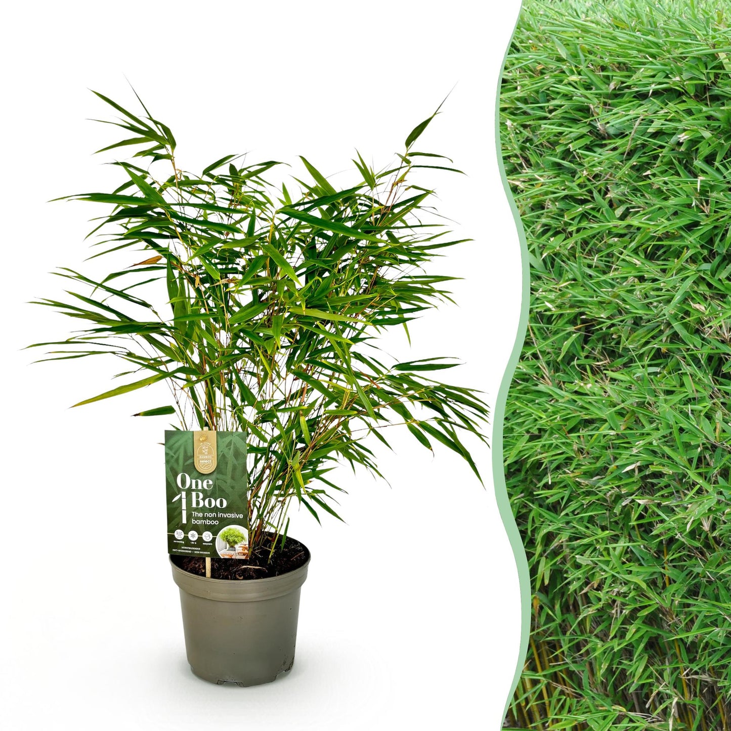 Fargesia Rufa. Jeune plant de bambou non envahissant en pot sur fond blanc, juxtaposé à un mur de feuillage de bambous mature.