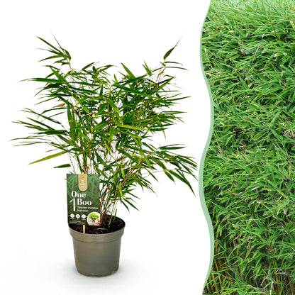 Fargesia Rufa. Jeune plant de bambou non envahissant en pot sur fond blanc, juxtaposé à un mur de feuillage de bambous mature.