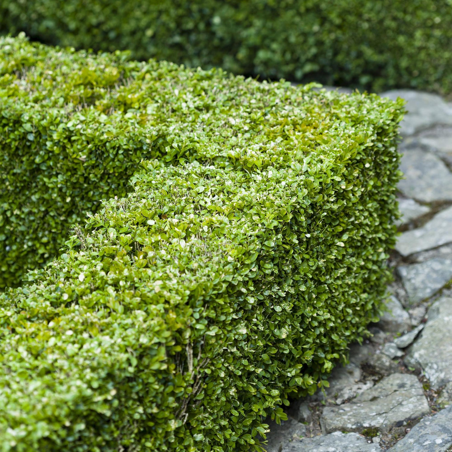 Buxus sempervirens, ou buis commun, taillé en haie compacte et dense, feuillage vert persistant, bordant un chemin pavé dans un jardin.