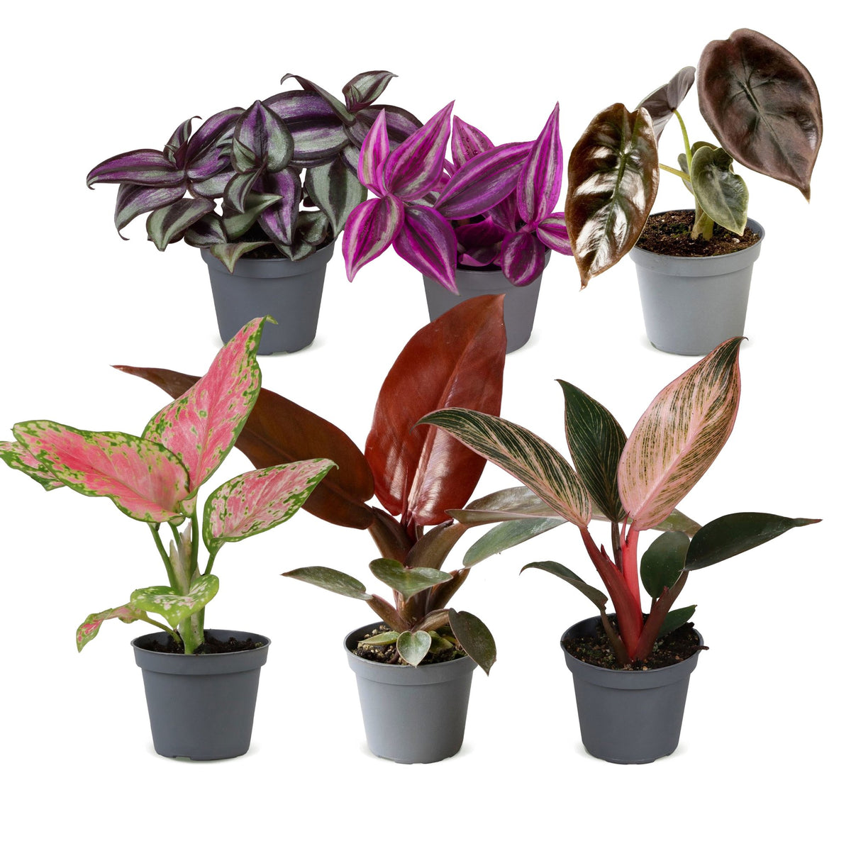 Bébés plantes roses en pot de 6 cm, 6 plantes, sans cache-pot