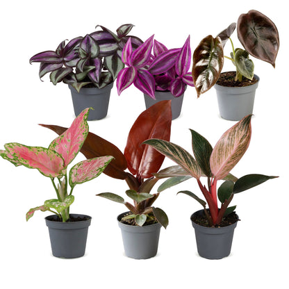 Bébés plantes roses en pot de 6 cm, 6 plantes, sans cache-pot