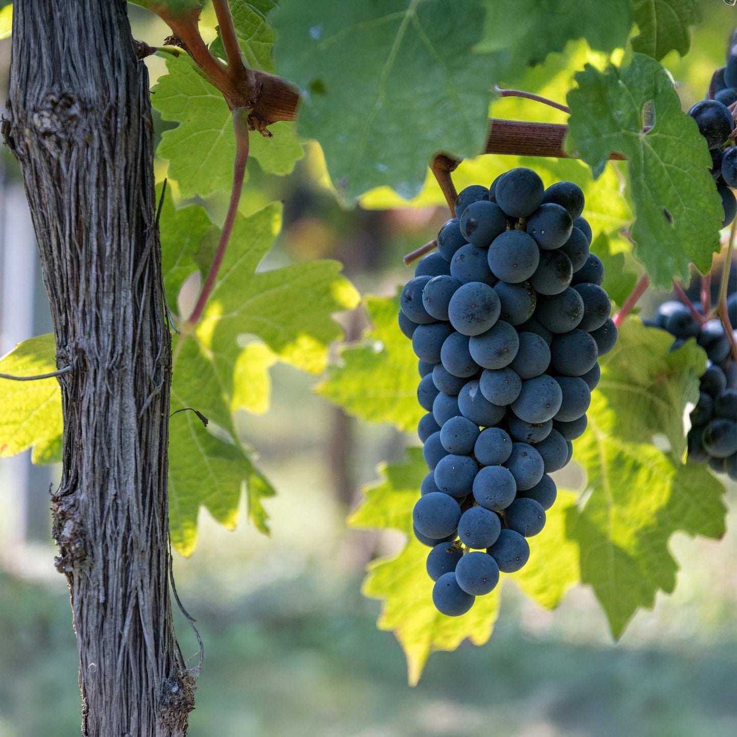 Vitis vinifera Boskoop Glory, gros plan d'une grappe de raisins bleus mûrs suspendue à la vigne, avec des feuilles vertes en arrière-plan.