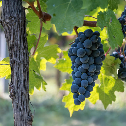 Vitis vinifera Boskoop Glory, gros plan d'une grappe de raisins bleus mûrs suspendue à la vigne, avec des feuilles vertes en arrière-plan.