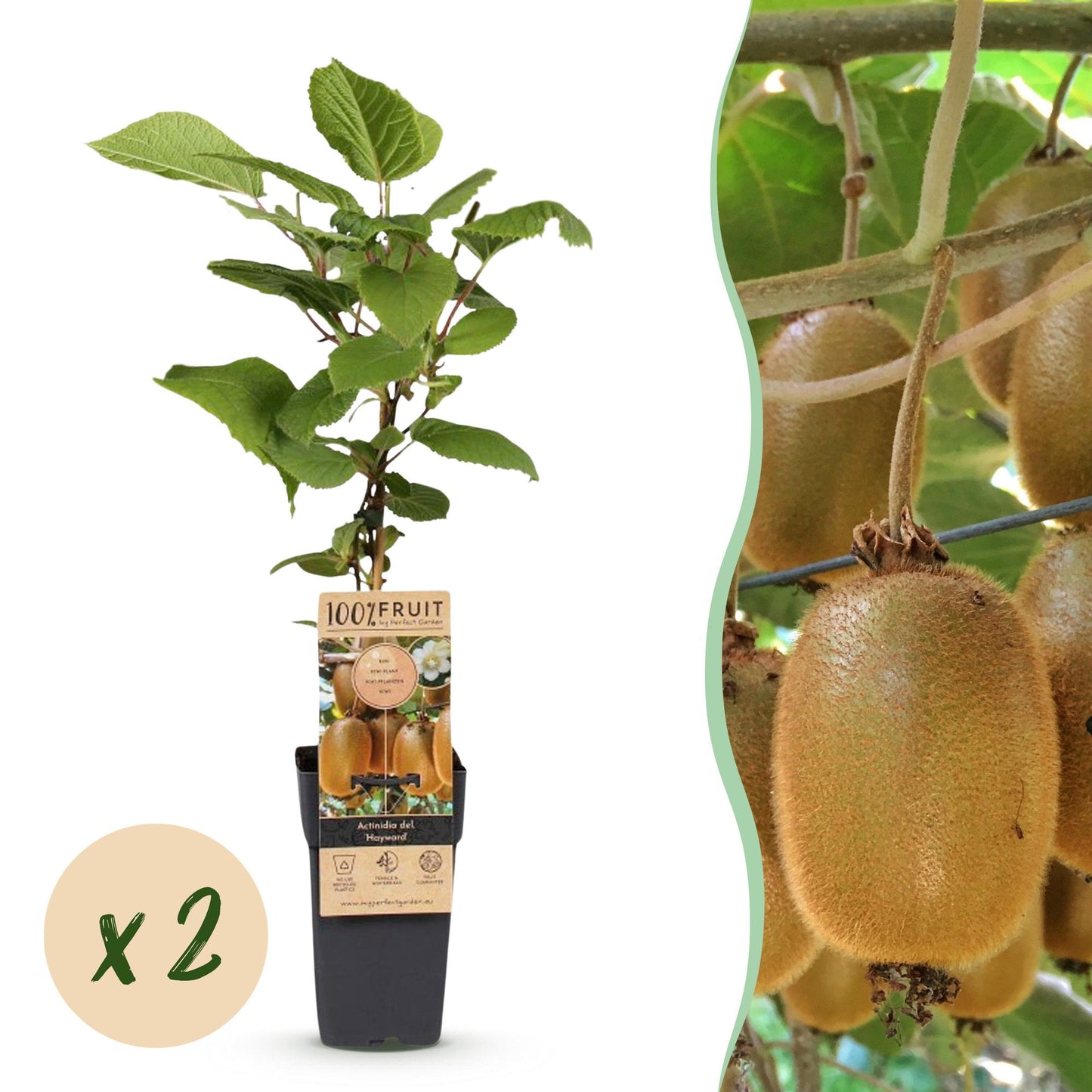 Actinidia deliciosa Hayward (kiwi femelle), plante en pot, avec une pastille "x2" pour indiquer le lot de deux.