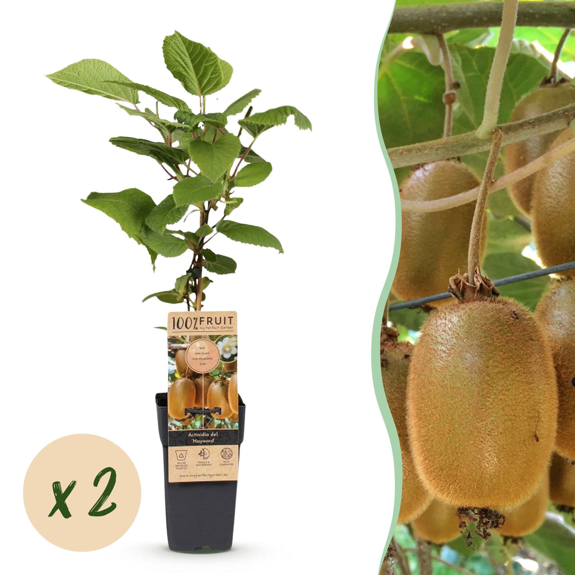 Actinidia deliciosa Hayward (kiwi femelle), plante en pot, avec une pastille "x2" pour indiquer le lot de deux.