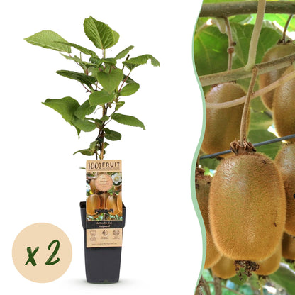 Actinidia deliciosa Hayward (kiwi femelle), plante en pot, avec une pastille "x2" pour indiquer le lot de deux.