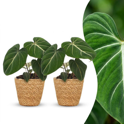Philodendron Gloriosum - Pot de 12cm