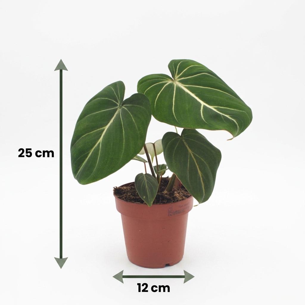 Un jeune Philodendron Gloriosum en pot de 12cm, avec des grandes feuilles vertes foncées et des nervures claires très marquées