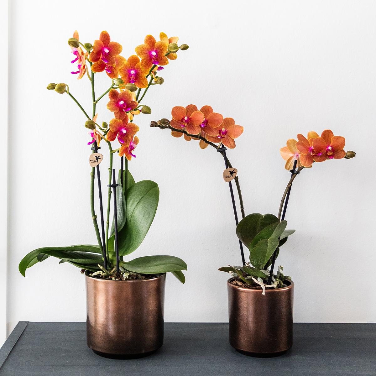 Orchidée Phalaenopsis orange parfumée en pot