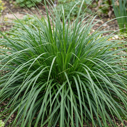Carex oshimensis Evergreen, la Laîche du Japon, formant une touffe dense de feuillage vert persistant dans un jardin.