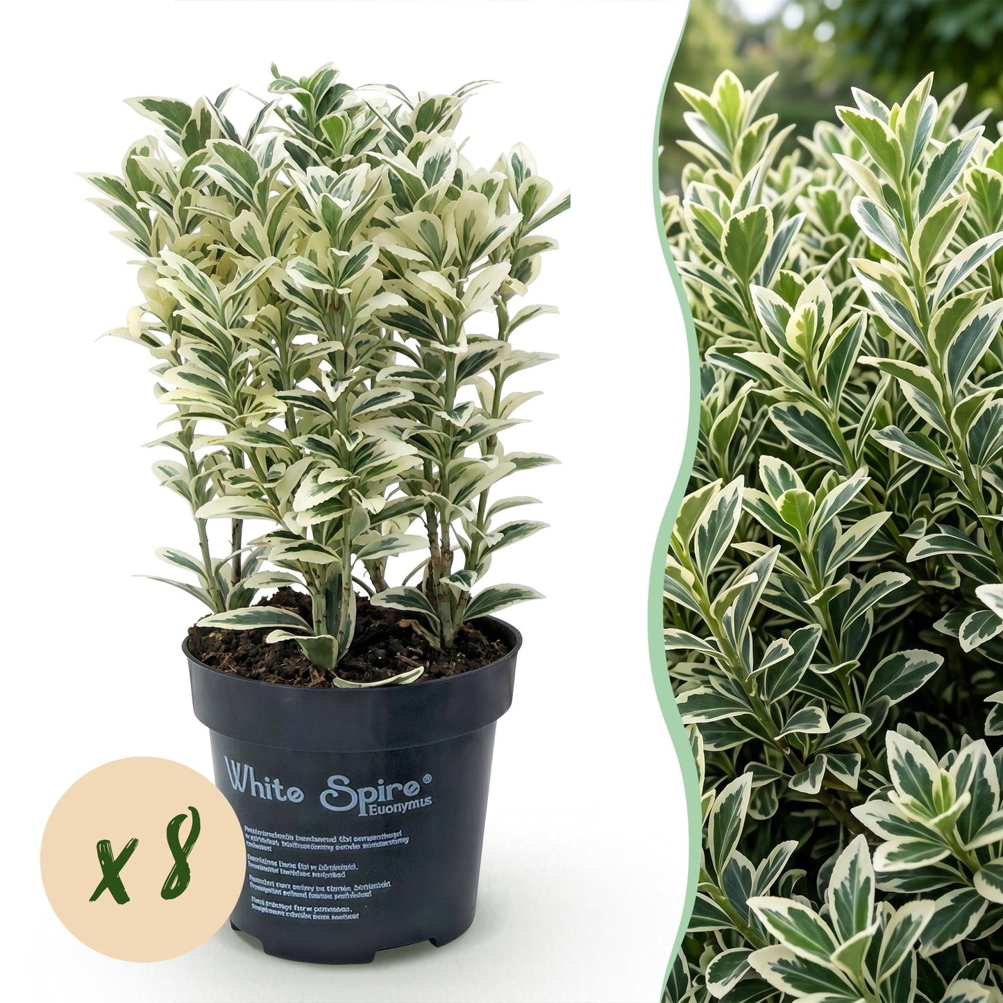 Euonymus japonicus White Spire : 8 plants en pot avec un feuillage panaché vert et blanc, sur fond blanc avec un aperçu de haie feuillue.