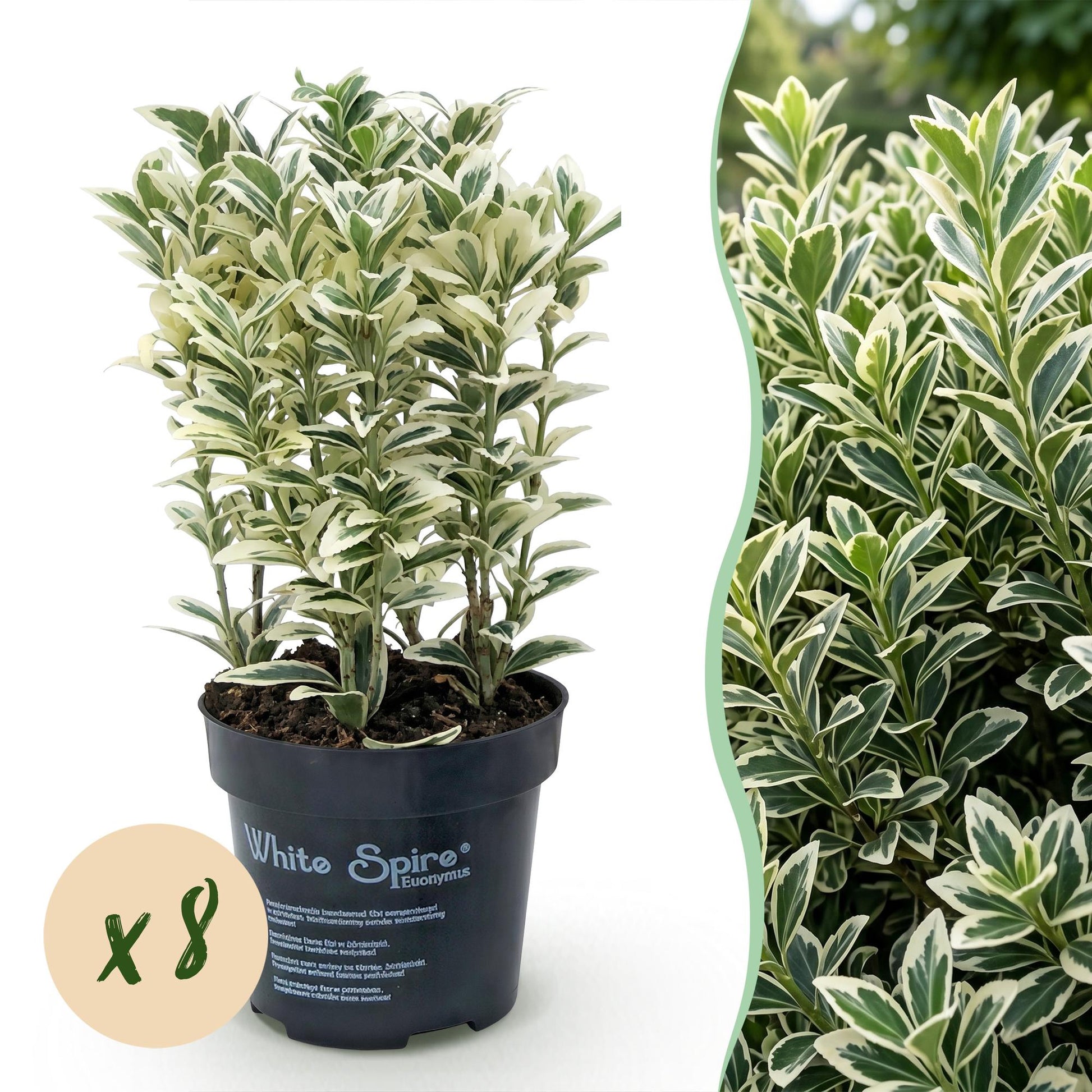 Euonymus japonicus White Spire : 8 plants en pot avec un feuillage panaché vert et blanc, sur fond blanc avec un aperçu de haie feuillue.