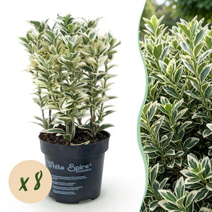 Euonymus japonicus White Spire : 8 plants en pot avec un feuillage panaché vert et blanc, sur fond blanc avec un aperçu de haie feuillue.