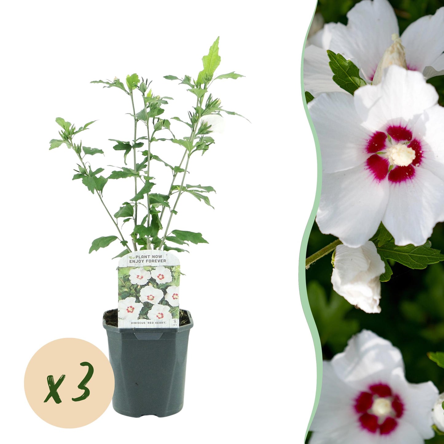 Hibiscus syriacus Red Heart : plant en pot, avec une pastille indiquant 'x3'. À droite, un gros plan de fleurs blanches à cœur rouge.