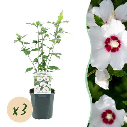 Hibiscus syriacus Red Heart : plant en pot, avec une pastille indiquant 'x3'. À droite, un gros plan de fleurs blanches à cœur rouge.