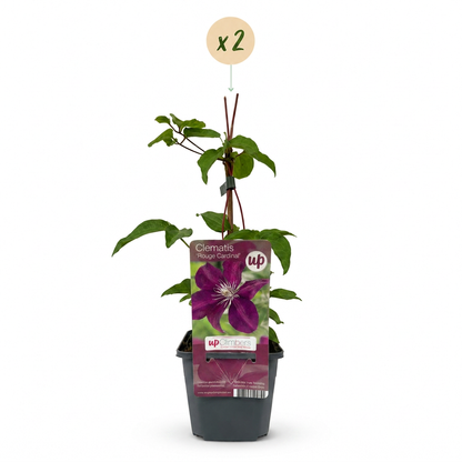 Clématite 'Rouge Cardinal' - lot de 2 plants, pot Ø9 cm