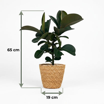 Plante d'intérieur - Plante caoutchouc - Ficus Elastica Cloe - Vert - Peu d'entretien - 1 Plante - avec Panier - Pot 19cm - Hauteur 65cm