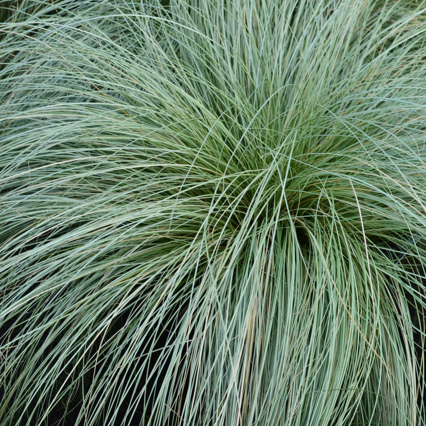 Carex comans Frosted Curls, gros plan sur le feuillage fin et gracieux de cette graminée ornementale vert pâle, idéal pour bordures.