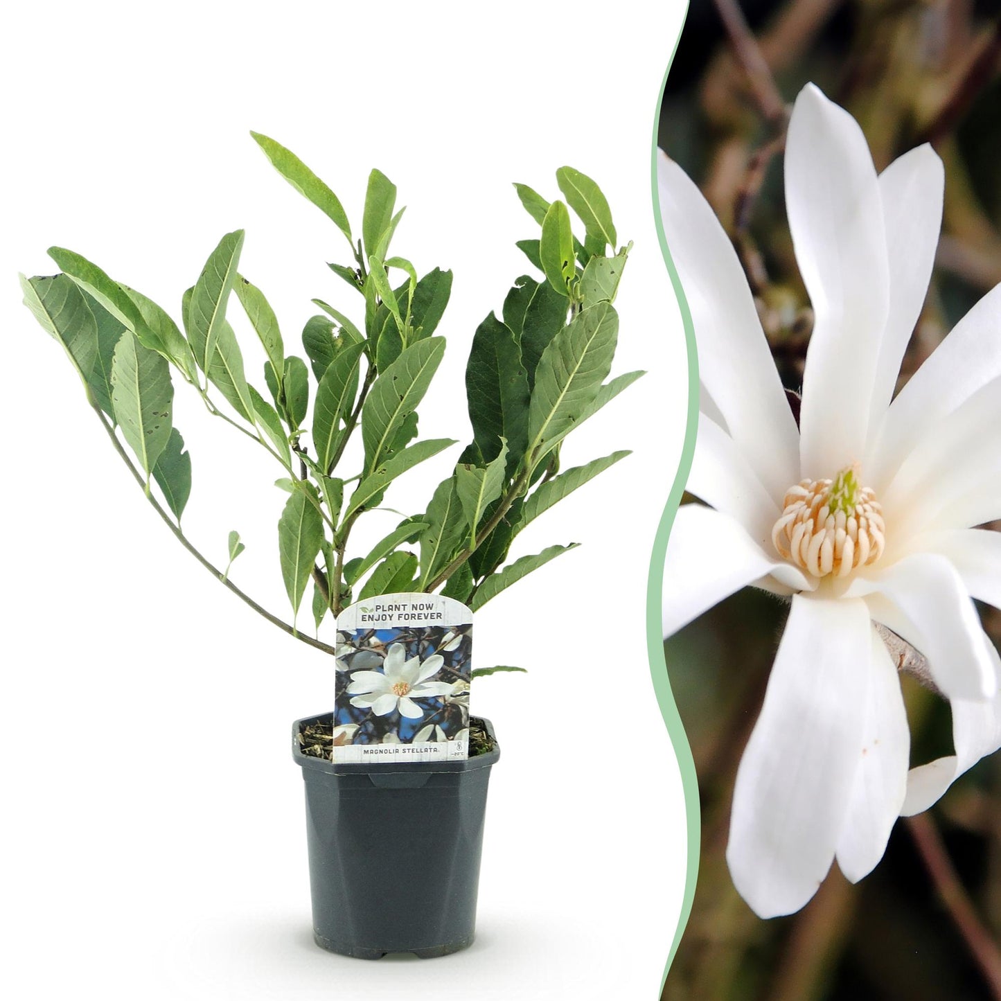 Magnolia Soulangiana : Jeune plant en pot sur fond blanc, juxtaposé à un gros plan d'une fleur de magnolia aux pétales blanc pur.