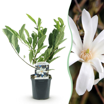 Magnolia Soulangiana : Jeune plant en pot sur fond blanc, juxtaposé à un gros plan d'une fleur de magnolia aux pétales blanc pur.