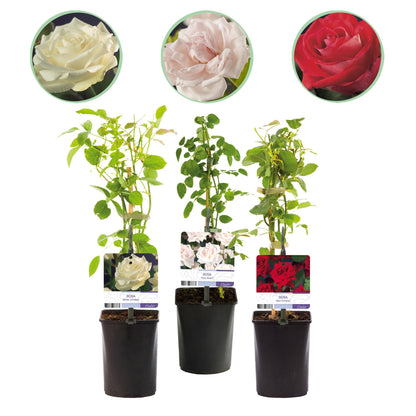 Rosa grimpante Red Climber, White Climber et New Dawn : trois rosiers en pots noirs sur fond blanc, accompagnés de gros plans de leurs fleur
