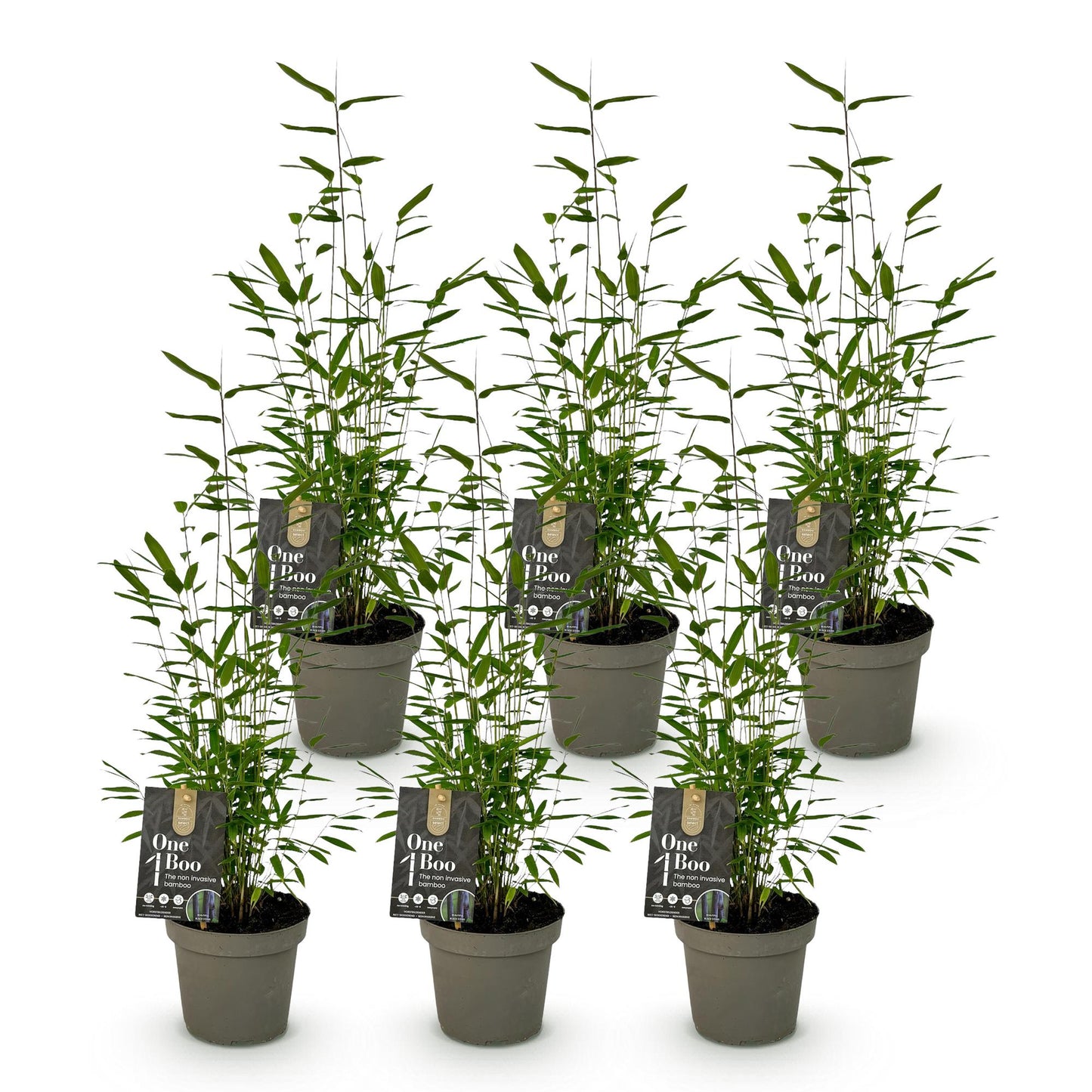 Bambou Fargesia Black Dragon : 6 jeunes plants verts en pot de 14cm sur un fond blanc uni, prêts à être plantés dans votre jardin.