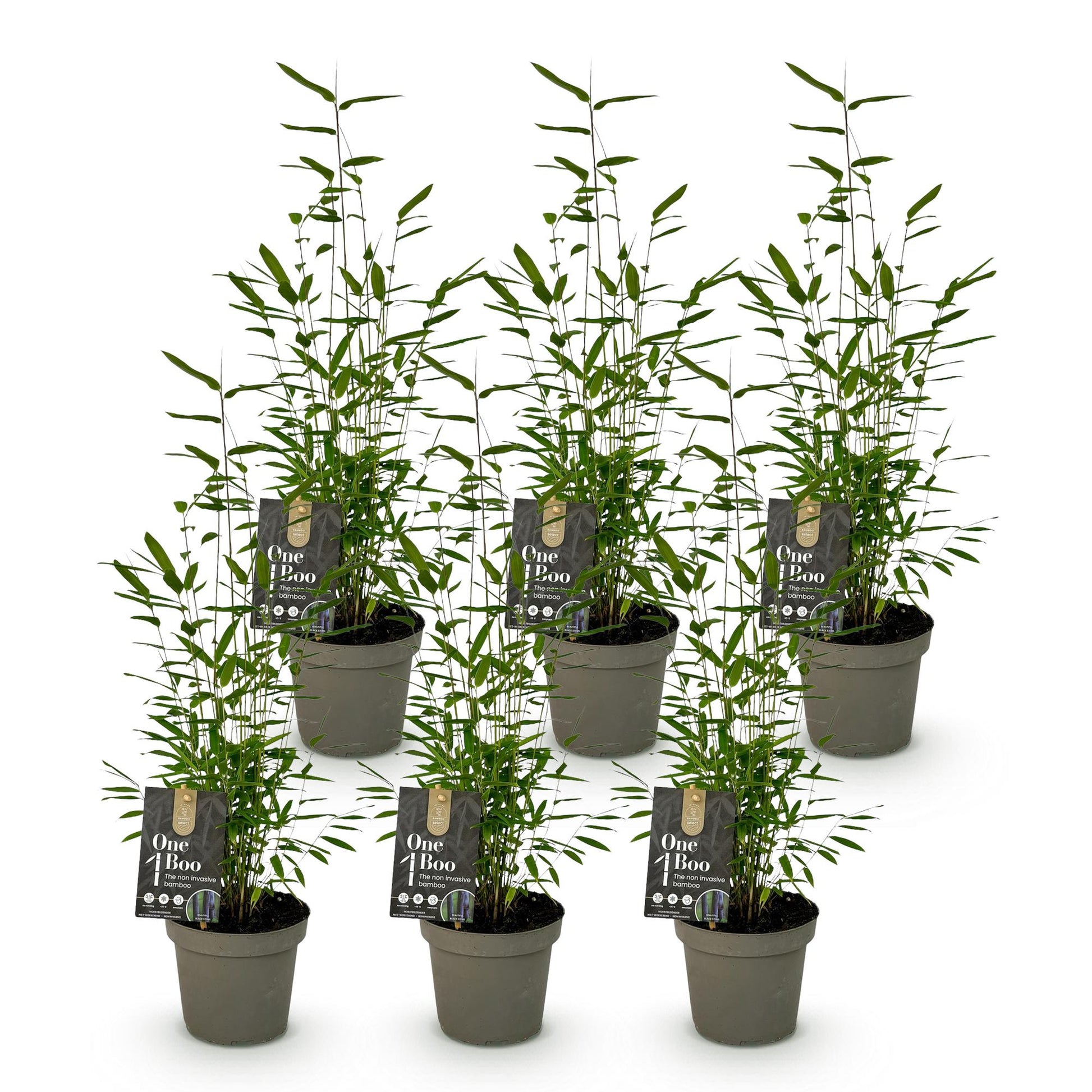 Bambou Fargesia Black Dragon : 6 jeunes plants verts en pot de 14cm sur un fond blanc uni, prêts à être plantés dans votre jardin.