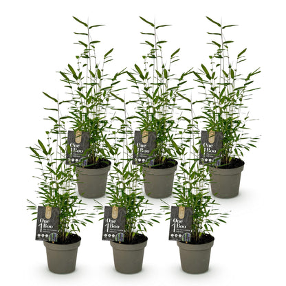 Bambou Fargesia Black Dragon : 6 jeunes plants verts en pot de 14cm sur un fond blanc uni, prêts à être plantés dans votre jardin.