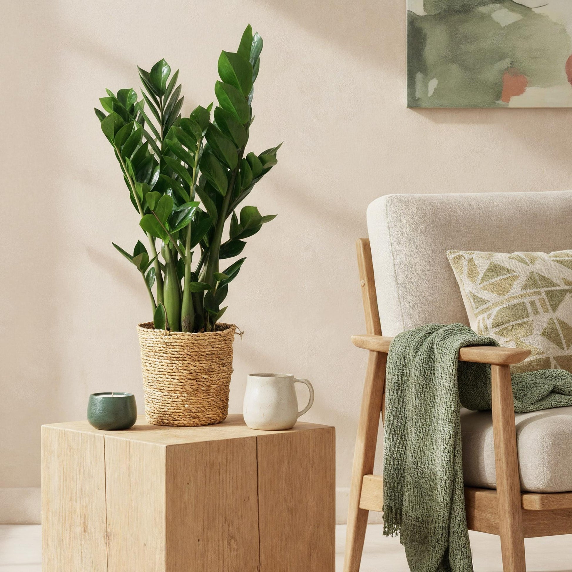Plantes d'intérieur - Zamioculcas - Plante ZZ - Peu d'entretien - Vert - 1 Plante - Pot 17cm - Hauteur 65-75cm