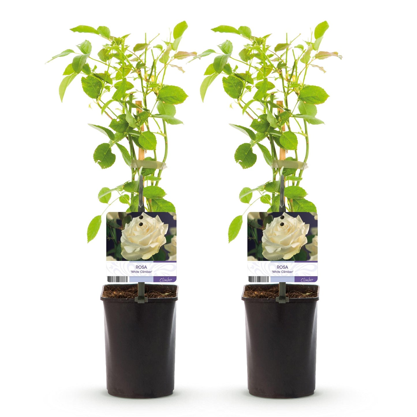 Rosa grimpante White Climber : Deux jeunes plants avec des feuilles vertes et un tuteur, dans des pots noirs, sur fond blanc. Chaque plant a