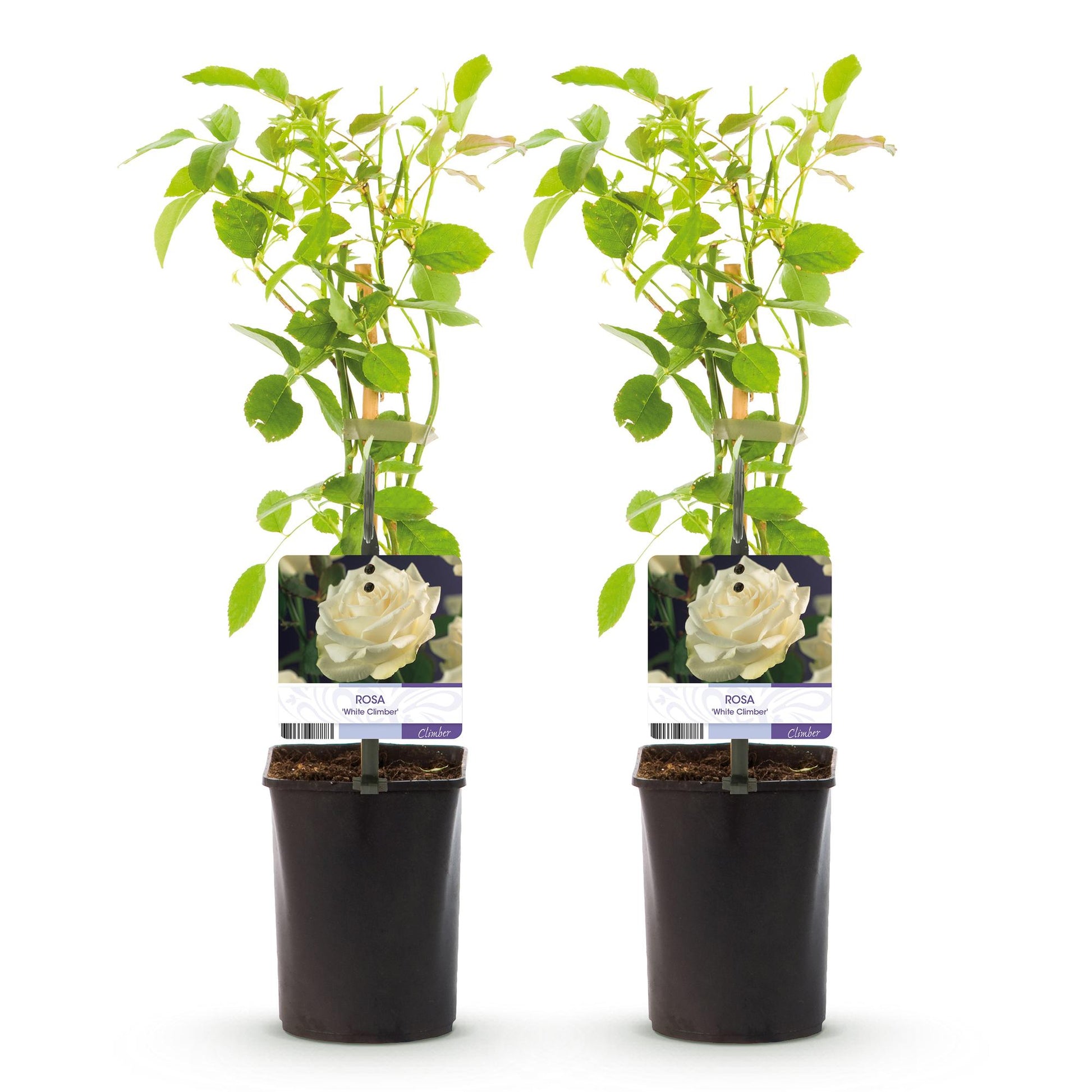 Rosa grimpante White Climber : Deux jeunes plants avec des feuilles vertes et un tuteur, dans des pots noirs, sur fond blanc. Chaque plant a