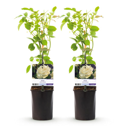 Rosa grimpante White Climber : Deux jeunes plants avec des feuilles vertes et un tuteur, dans des pots noirs, sur fond blanc. Chaque plant a