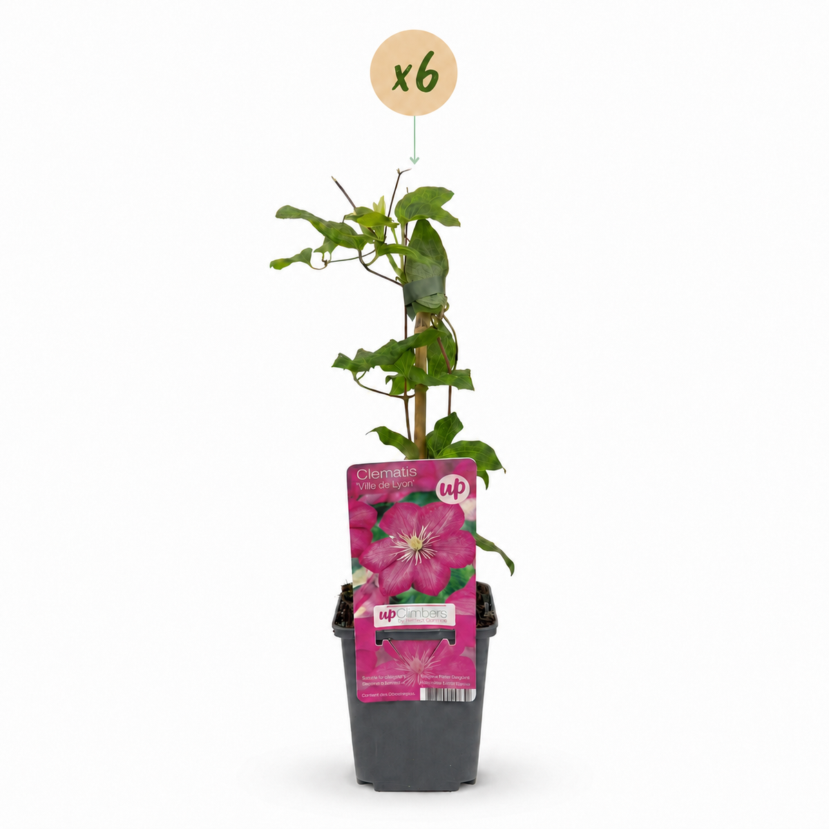 Clématite 'Ville de Lyon' - lot de 6 plants, pot Ø9 cm