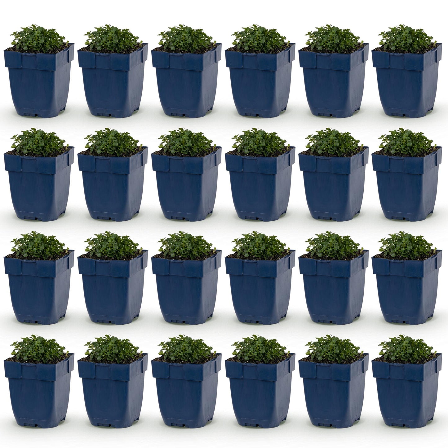 Campanule à feuilles de pêcher : 24 jeunes plants de campanules vivaces en pots bleus, alignés sur un fond blanc uni, prêts à être plantés.