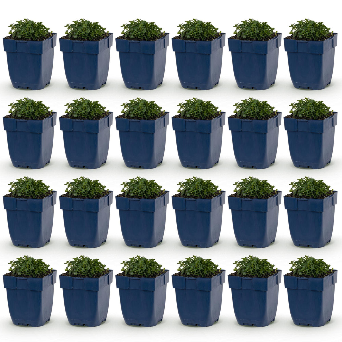 Campanule à feuilles de pêcher : 24 jeunes plants de campanules vivaces en pots bleus, alignés sur un fond blanc uni, prêts à être plantés.