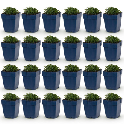 Campanule à feuilles de pêcher : 24 jeunes plants de campanules vivaces en pots bleus, alignés sur un fond blanc uni, prêts à être plantés.