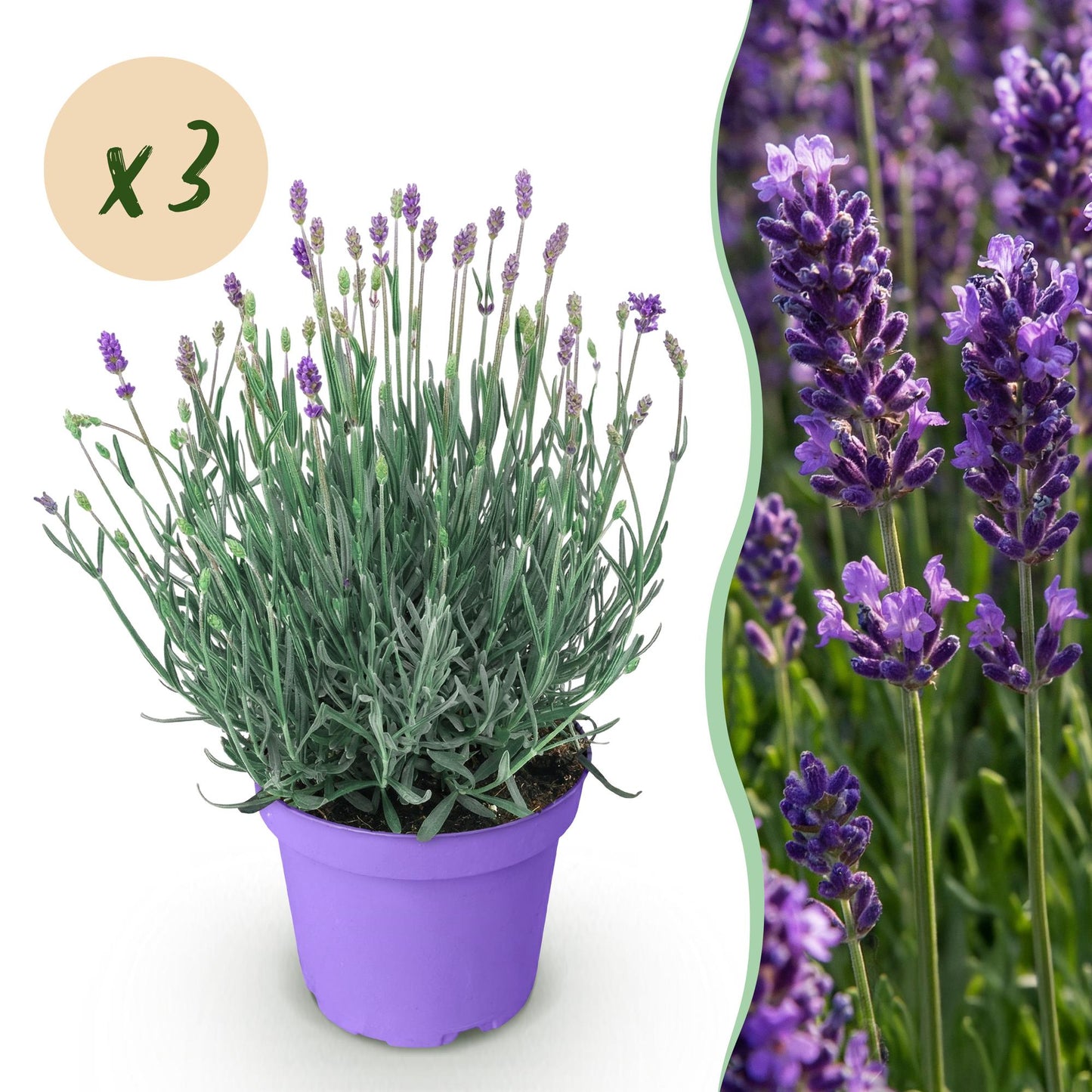 Lavande Munstead x3 en pot violet avec feuillage vert-gris et fleurs violettes, accompagnée d'un gros plan de ses fleurs.