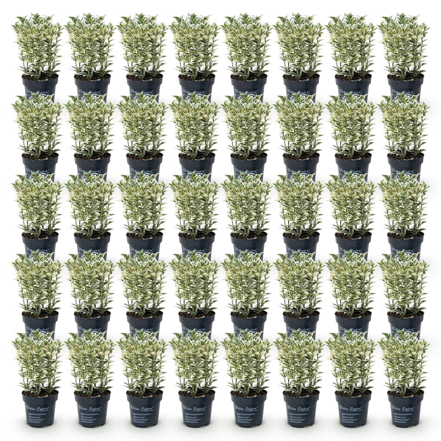 Euonymus japonicus White Spire, fusain persistant, présentés en pots de 9cm avec une hauteur de 20-30cm, sur fond blanc.