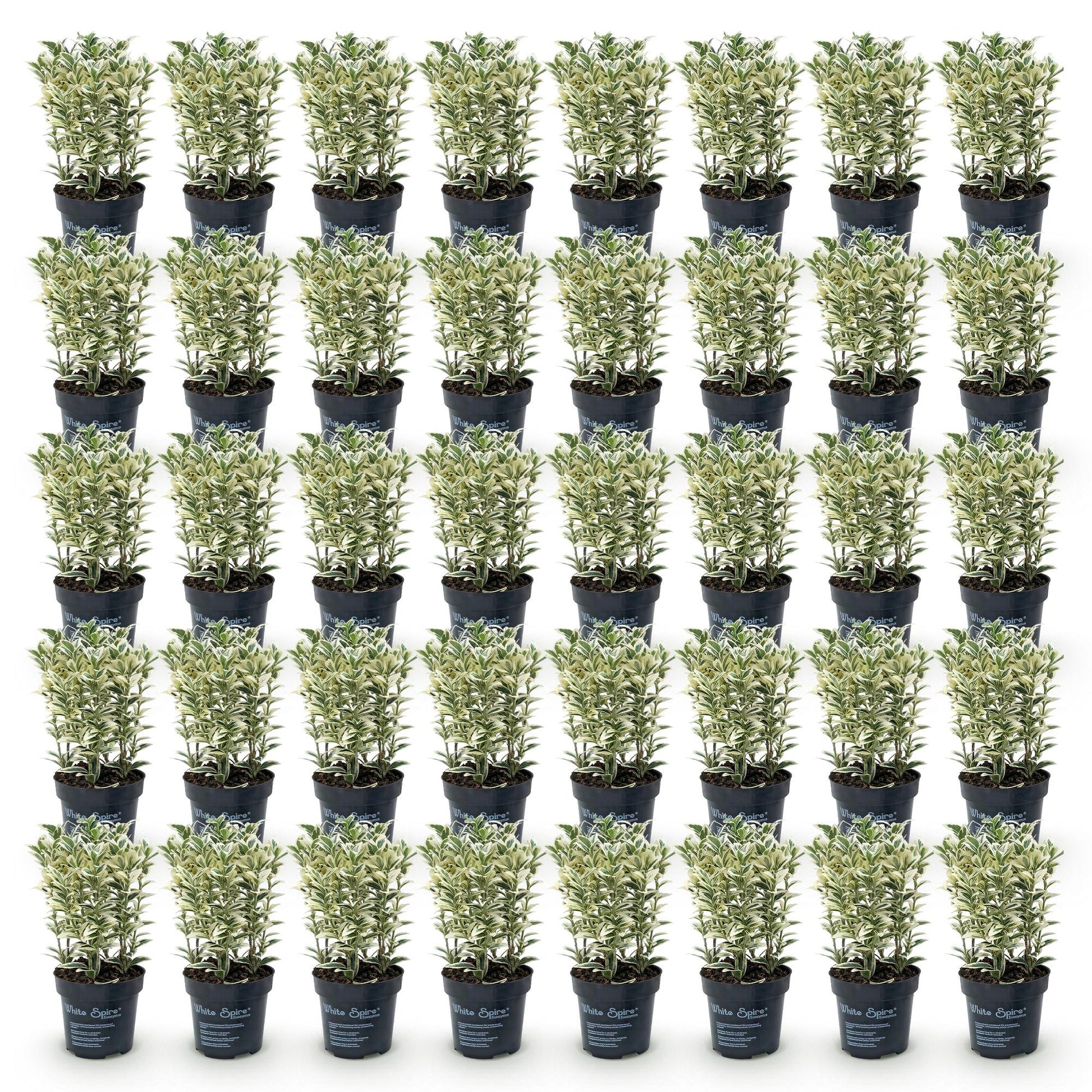 Euonymus japonicus White Spire, fusain persistant, présentés en pots de 9cm avec une hauteur de 20-30cm, sur fond blanc.