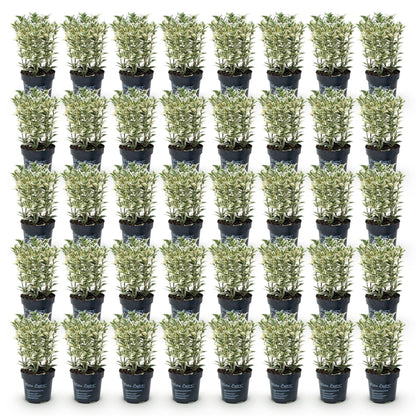 Euonymus japonicus White Spire, fusain persistant, présentés en pots de 9cm avec une hauteur de 20-30cm, sur fond blanc.