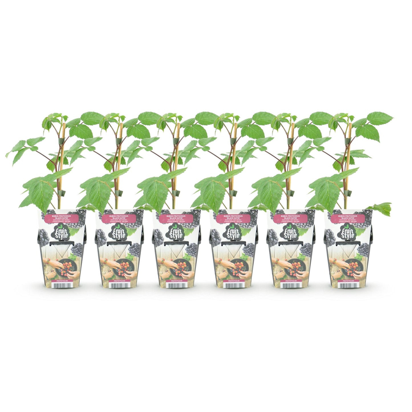 Ronce Rubus Black Satin : Six plants de ronce à mûres en pot, avec leurs tuteurs, alignés sur fond blanc. Prêts à planter pour un lot de 3.