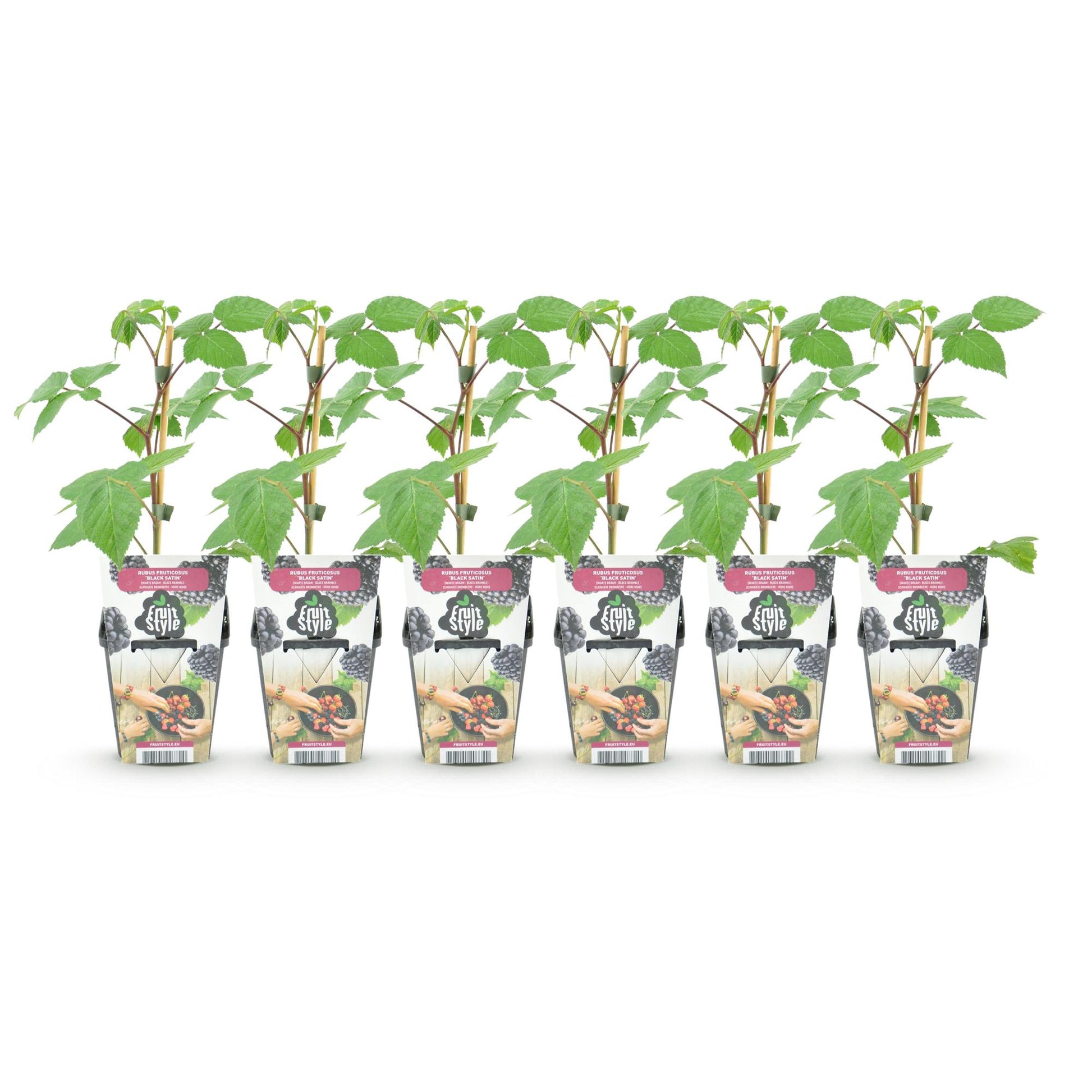 Ronce Rubus Black Satin : Six plants de ronce à mûres en pot, avec leurs tuteurs, alignés sur fond blanc. Prêts à planter pour un lot de 3.