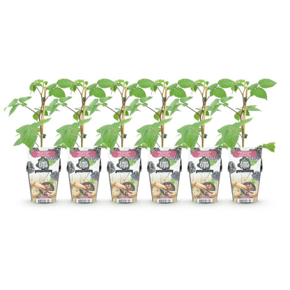 Ronce Rubus Black Satin : Six plants de ronce à mûres en pot, avec leurs tuteurs, alignés sur fond blanc. Prêts à planter pour un lot de 3.