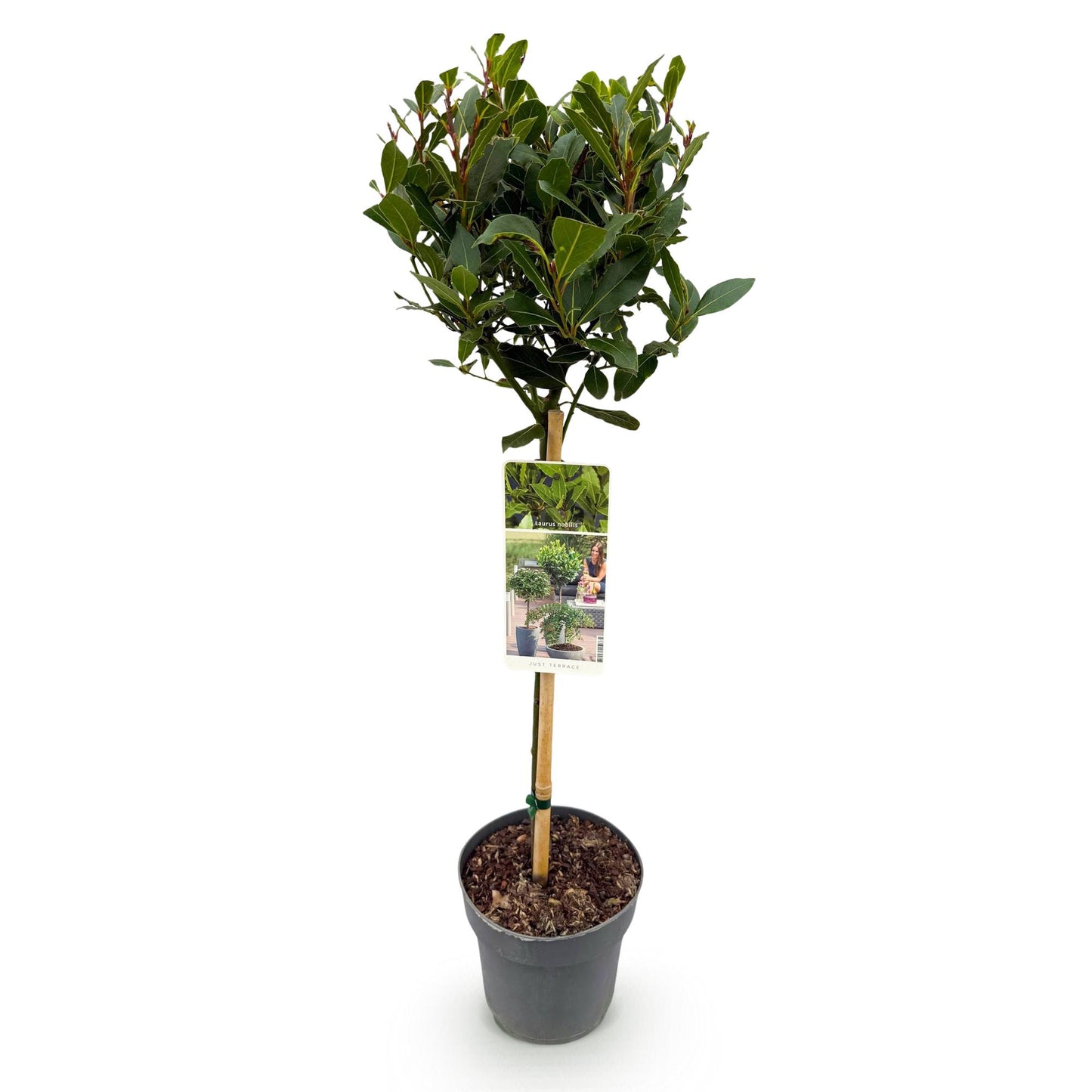 Laurus nobilis sur tige, un laurier noble en pot gris avec étiquette, isolé sur fond blanc. Feuillage vert dense et persistant.